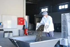 Grillfürst Feinkost - Olivenöl Niz Olive Memecik - Nativ Extra - Mehrfach International Preisgekrönt - 500ml -Grill Verkaufs-Shop Niz Olive Olivenoel Ernte September